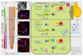 Venezuelan television and radio host who's based in the dominican republic. Frontiers Advances In Understanding Defense Mechanisms In Persea Americana Against Phytophthora Cinnamomi Plant Science
