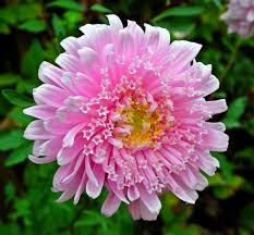 Rubber is a natural insulator and unlike plenty of other discountglasses. The Origin And Meanings Of Your Favorite Flowers