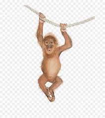 Each image starts from as low as 540. Orangutan Png Clipart Cute Orangutan Baby Orangutan Cartoon Orangutan Transparent Png Vhv