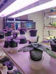 Generally, sites near north or east windows are best for african violets. Lighting Options African Violet Society Of America