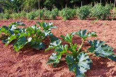How to trim zucchini leaves without harming the plant. Pruning Zucchini Top Tips On How Why