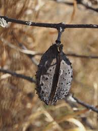 Image result for Catophractes alexandri