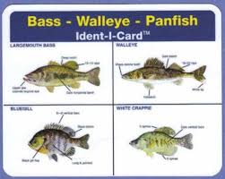 Amazon Com Ident I Cards Bass Walleye Panfish