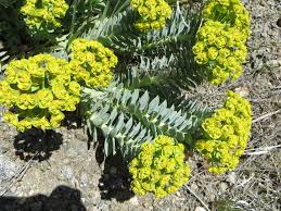 Check out some of the work performed by rocky mountain ponds and waterfalls, located in southern denver, colorado. Year Round Gardening It S Time To Eradicate Noxious Weed Posing As A Pretty Plant Lifestyle Gazette Com