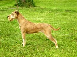 Image result for irský teriér