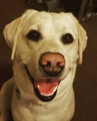 Boncel got some grooming too of course ...