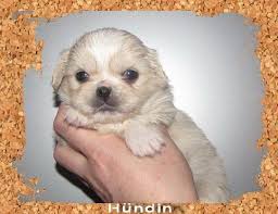 We did not find results for: Hunde Mischlinge Tieranzeigen Seite 33