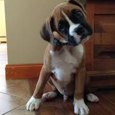 Boxer puppies for sale in new yorkselect a breed. Adopt A Boxer Puppy Near New York Ny Get Your Pet