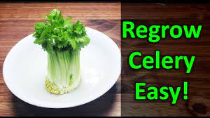A Cool Little Project You Can Try At Home And You Don T Even Need To Go Outside Learn How To Grow Celery From C Regrow Celery Growing Celery Regrow Vegetables