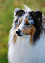 Purebred blue merle border collie male puppy born 15/12/2020 will be ready to go on the 9th of february, will come wormed every two weeks from birth, vet checked, microchipped and vaccinated. Blue Merle Sheltie Puppies For Sale In Ohio