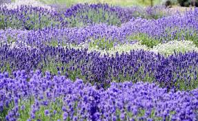 Die Besten Lavendelsorten Fur Garten Und Balkon Lavendel Garten Lavendel Lavendelfelder
