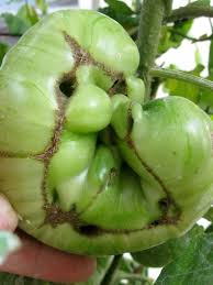 We did not find results for: 25 Tomato Diseases And How To Fix Them Naturally Dre Campbell Farm