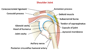 The main joint is the glenohumeral joint. Shoulder Joint Type Articular Surfaces Capsule And Ligaments Relations Movements And Applie Shoulder Joint Shoulder Joint Anatomy Acromioclavicular Joint