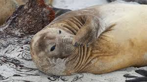 14 Huge Facts About Elephant Seals Mental Floss