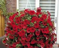 Image result for foto surfínie