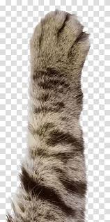 cat paw dog bear webp the cats paw transparent background png clipart hiclipart cat paw dog bear webp the cats paw
