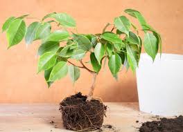 See more ideas about plants, small plants, planting flowers. Houseplant Problems 11 Signs Of An Unhappy Indoor Plant Bob Vila