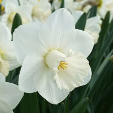 Narcissus La Delicatesse Narcissus Daffodils Garden Bulbs