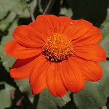Image result for Tithonia rotundifolia