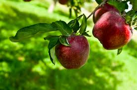 There are many advantages to planting fruit trees in the fall, especially for those who live in a warmer climate. Planting Apple Trees Lovetoknow
