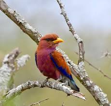 Birds That Start With A C Birds Of South Africa On Instagram The Sublime Broad Billed Roller Geelbektroupant Smaller Than The Rest Of The Roller Famil Birds Bird Species Instagram