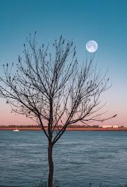 Check spelling or type a new query. Free Images Sky Tree Nature Branch Water Natural Landscape Horizon Woody Plant Full Moon Sea Cloud Morning Evening Calm Celestial Event Twig Sunlight Astronomical Object Ocean Sunset River Night Moonlight Dusk