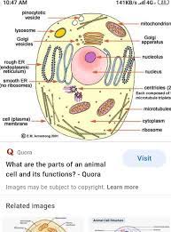 It helps in carrying out the functions such as respiration, nutrition, digestion, excretion etc. Draw An Outline Diagram Of An Animal Cell Label The Different Part Brainly In