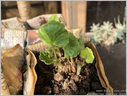 My childhood ranunculus planting was done in pure cowboy style. Grow Ranunculus From Bulb Gardening For Beginners
