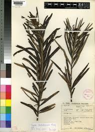 Image result for Ozoroa