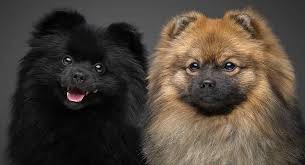 Pomeranian Colors We Show You The Wide Variety