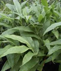 Image result for Siphonochilus aethiopicus