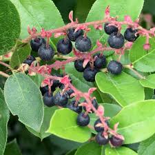 Image result for Salacia orientalis