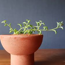 Maybe you would like to learn more about one of these? What You Should Know About Dolphin Succulent Succulent City