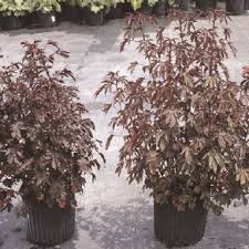 Image result for Hibiscus mastersianus