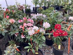 Image result for Rhodopentas