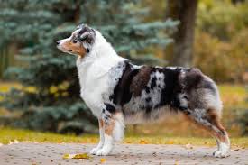 Breed Trim: Australian Shepherd | Eldy'S Little Shop Dog Grooming