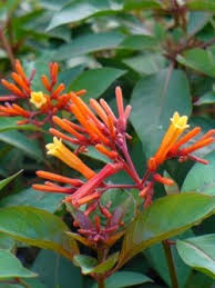 Image result for Hamelia patens