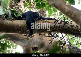 Image result for Neoboutonia macrocalyx