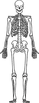 Your backbone is the column of small linked bones down the middle of your back. Https Www Glebe Bromley Sch Uk Assets Uploads Skeleton Worksheet Pdf
