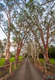 12 Outdoor Experiences In The Barossa Valley Adelaide Hills Best Beaches To Visit Australia Travel Places To Travel