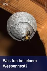 Wespennest Entfernen Tipps Und Tricks Nestchen Wespe Wespennest