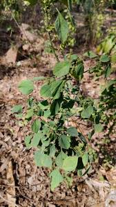 Image result for Acalypha indica