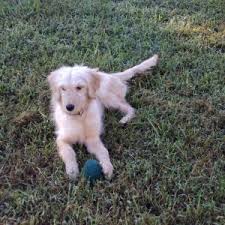 Visit us now to find the right i'm the breeder behind happy tail companions located in olive branch, ms. Reviews Testimonials Puppy Pictures Stories Greenfield Puppies