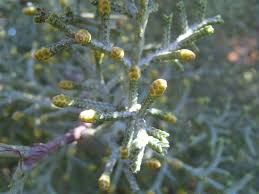 Image result for Cupressus arizonica