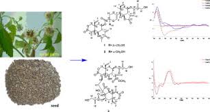Image result for Vernonia anthelmintica