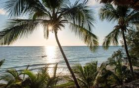 Image result for Heinsia zanzibarica