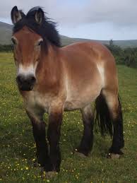 If the recipe is not shown in horsepedia, please check your breeding house preview for the actual chance. Pin By Paula Carnasciali On Horses Ponies Donkeys Closed Horses Horse Breeds Draft Horses