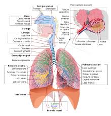 Epiteliale, connettivo, muscolare e nervoso. Apparato Respiratorio Scuola Media Wikiversita