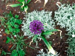 Garten forum für gartengestaltung & pflanzen. Htd Hoch Tiefbau Dresden Posts Facebook