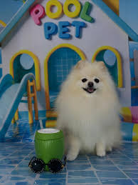 luludapomerania #lulu #spitz #trimmingspitz #petsmack #groomer #lovepet